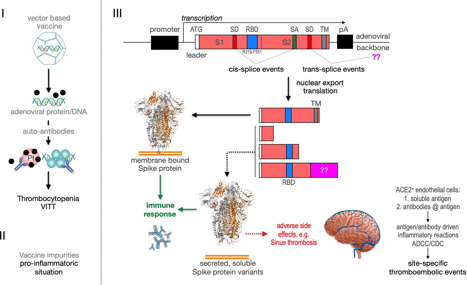 Optimization of an Experimental Vaccine To Prevent Escherichia