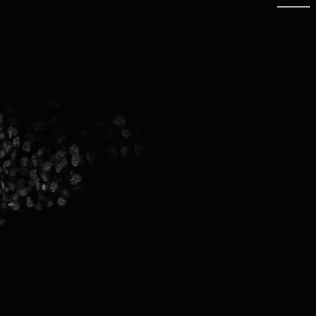 Endogenous Protein Tagging In Medaka Using A Simplified Crispr Cas9 