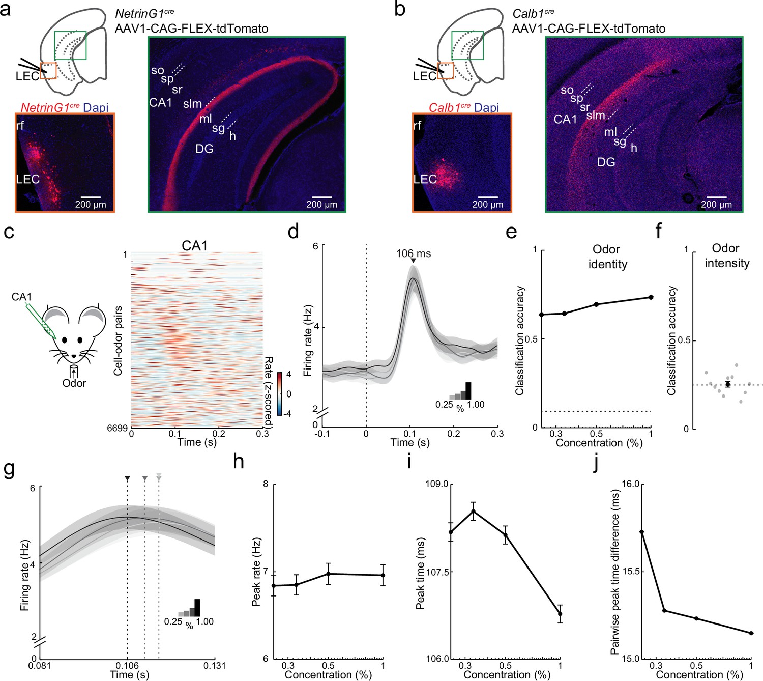 Rapid odor processing by layer 2 subcircuits in lateral entorhinal cortex