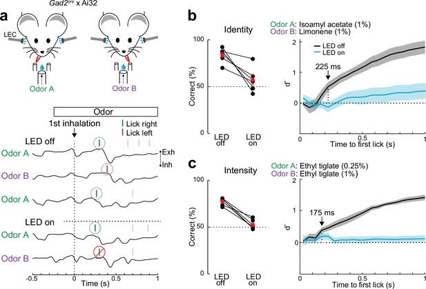 Rapid Odor Processing By Layer Subcircuits In Lateral Entorhinal