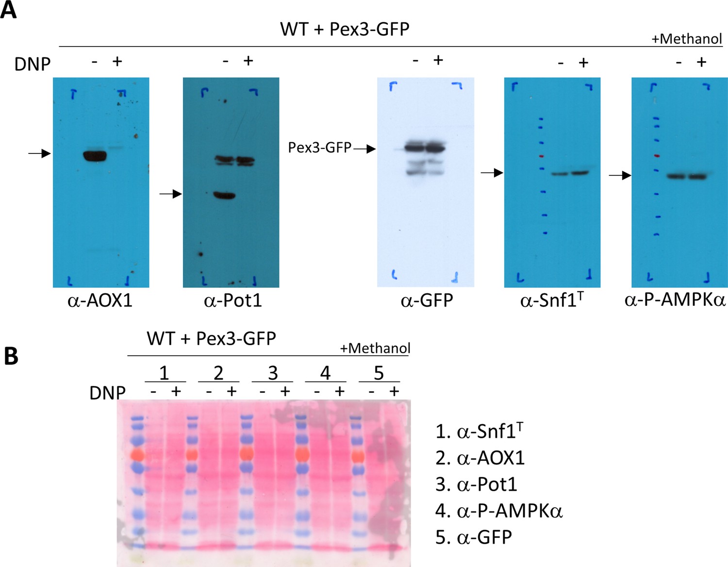 Figures and data in OXPHOS deficiencies affect peroxisome proliferation ...