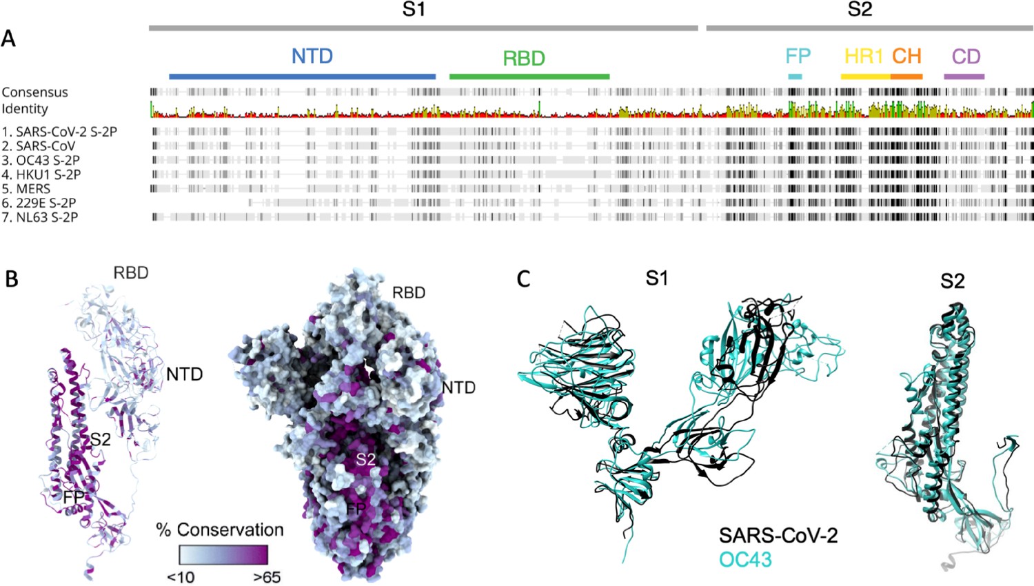 Figures and data in Boosting of cross-reactive antibodies to endemic  coronaviruses by SARS-CoV-2 infection but not vaccination with stabilized  spike