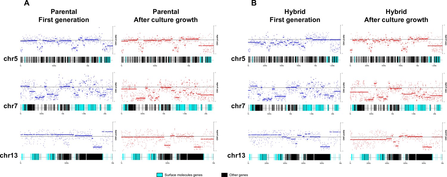 Frontiers  Trypanosoma cruzi Genomic Variability: Array