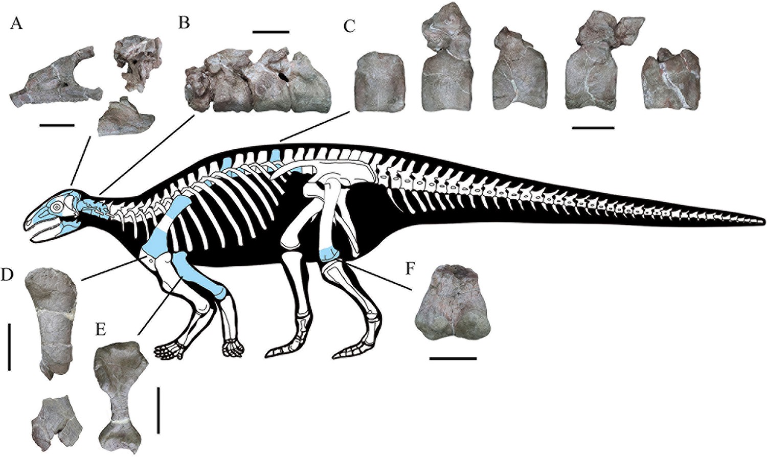 A new early branching armored dinosaur from the Lower Jurassic of 