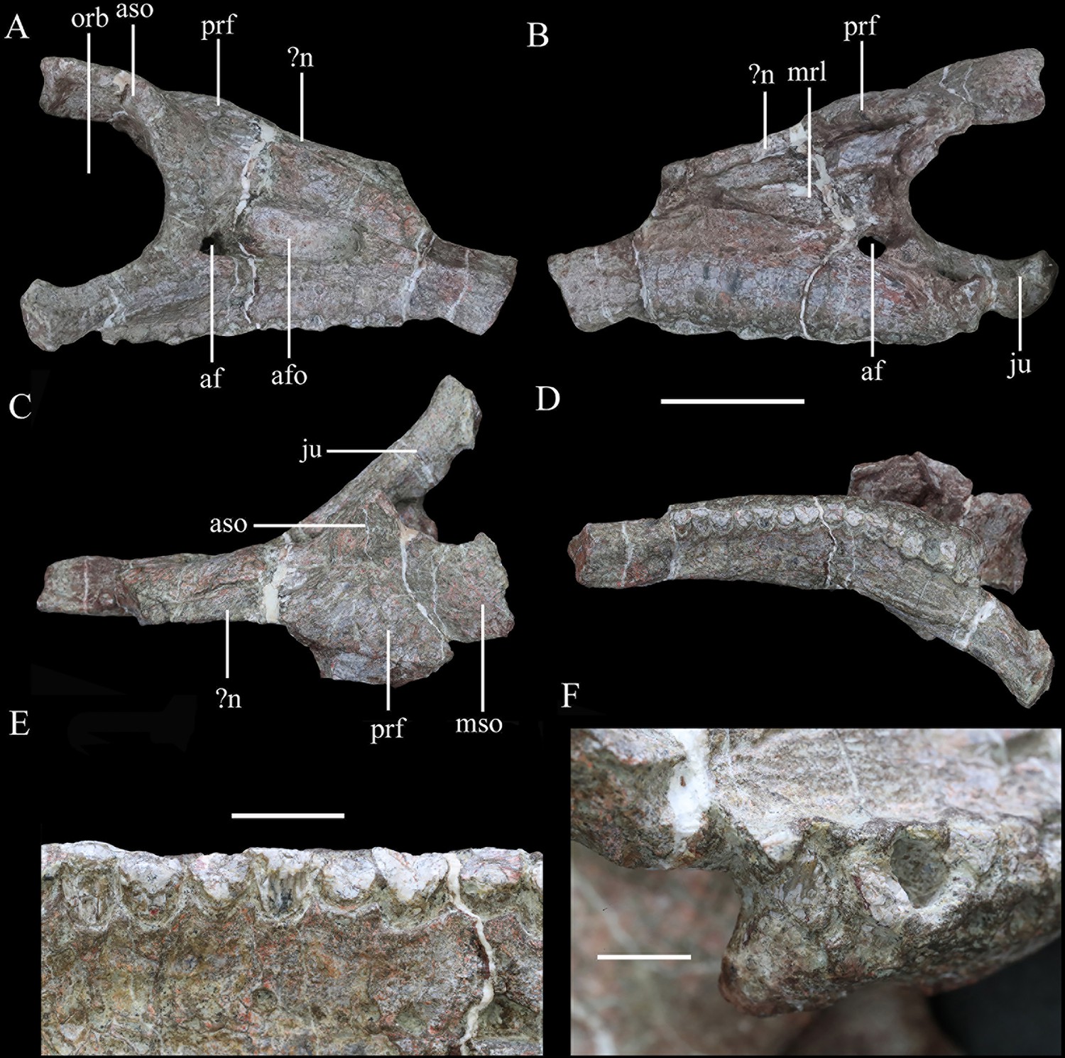A new early branching armored dinosaur from the Lower A new early branching armored dinosaur from the Lower