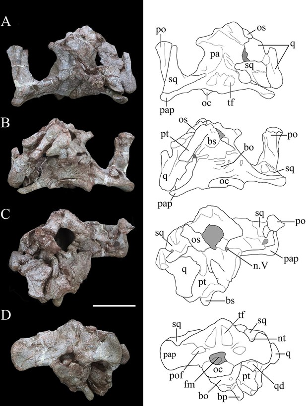 A new early branching armored dinosaur from the Lower Jurassic of ...