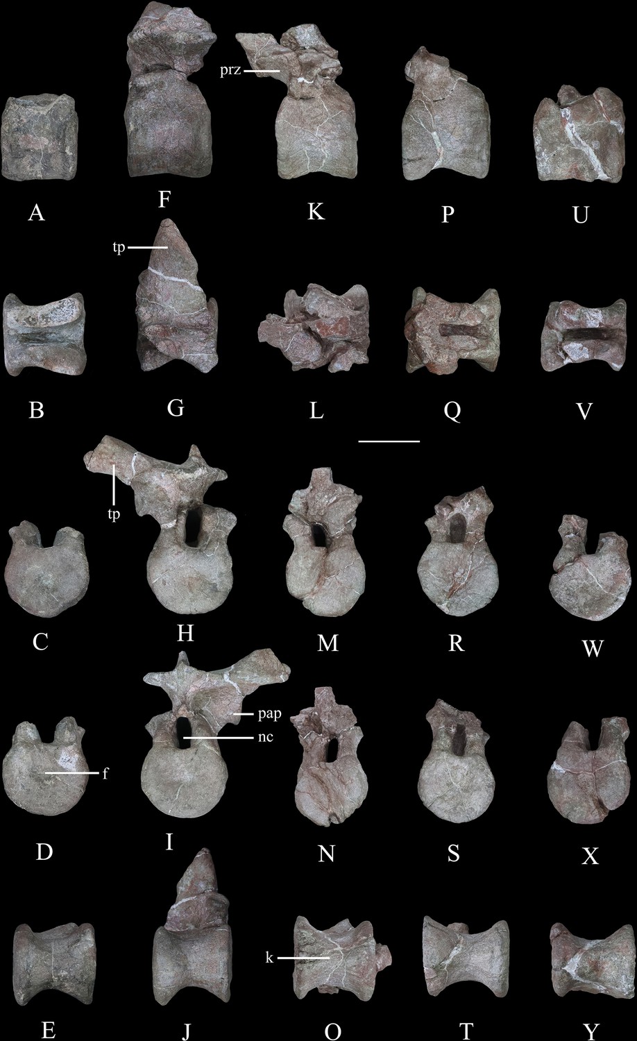 A new early branching armored dinosaur from the Lower A new early branching armored dinosaur from the Lower