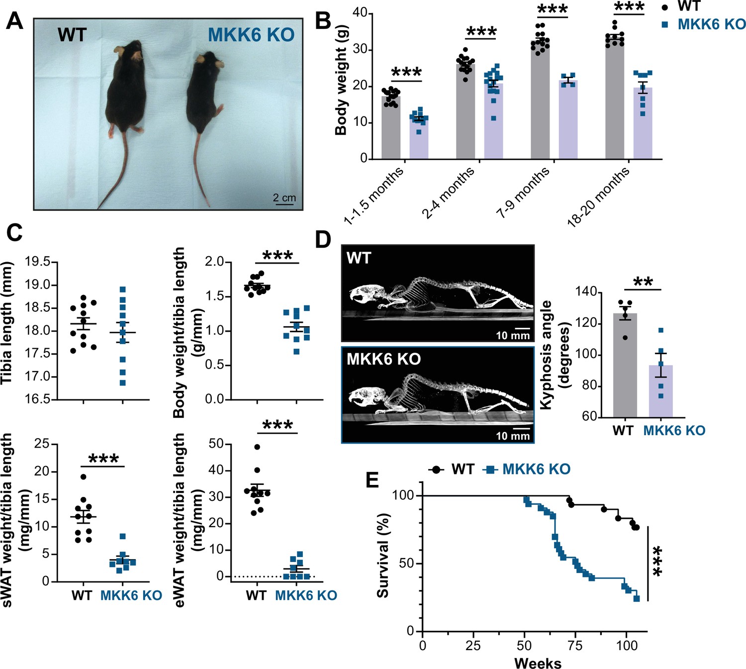 MKK6 deficiency promotes cardiac dysfunction through MKK3-p38γ/δ-mTOR ...