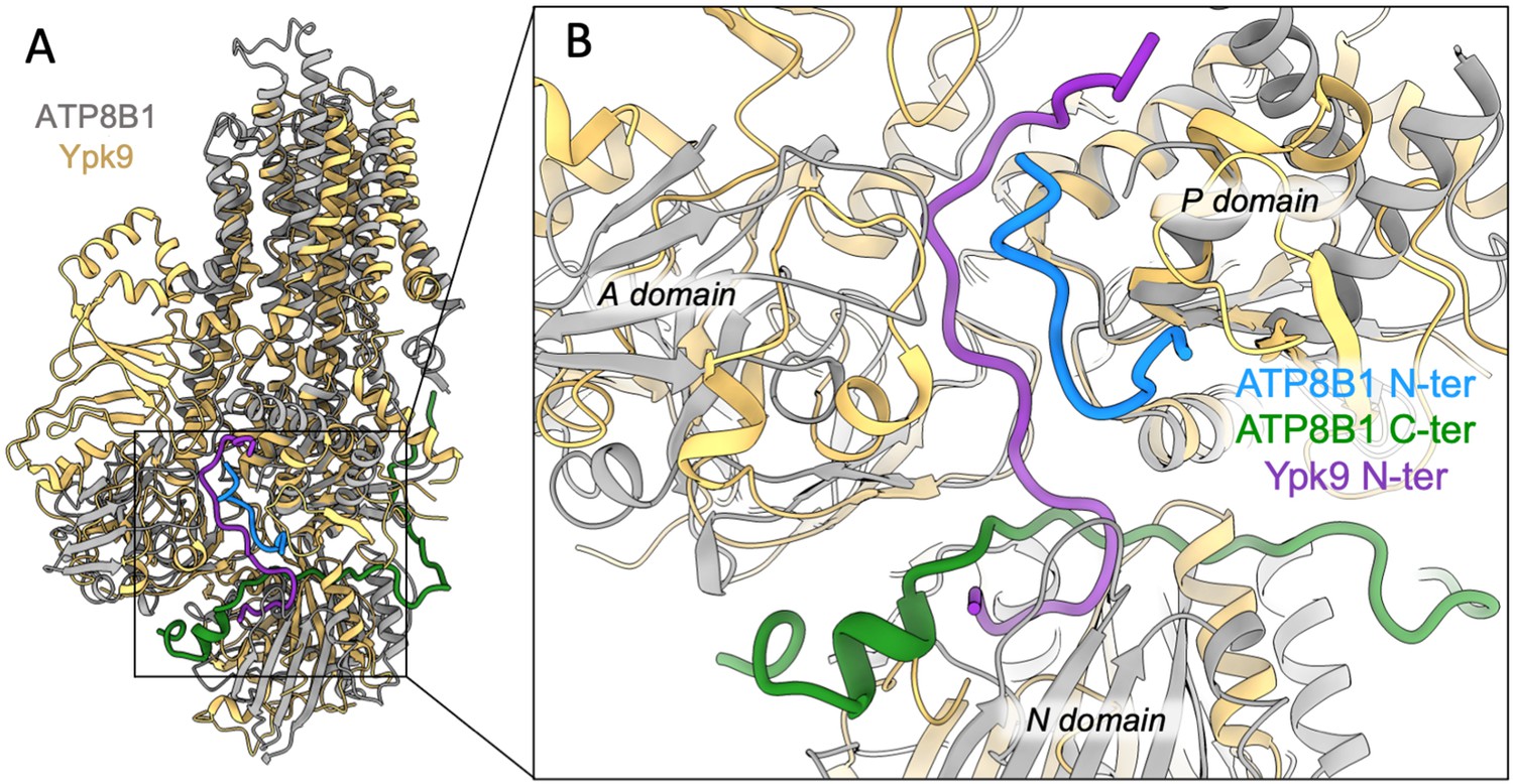Autoinhibition and regulation by phosphoinositides of ATP8B1 Autoinhibition and regulation by phosphoinositides of ATP8B1