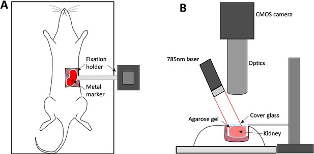 Synchronization in renal microcirculation unveiled with high-resolution ...