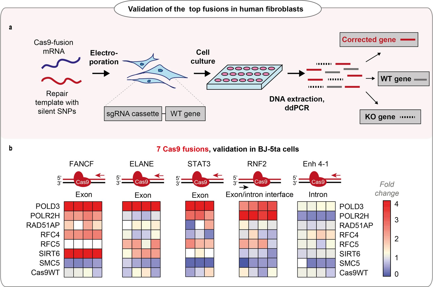 Rapid Genome Editing By Crispr Cas Pold Fusion Elife