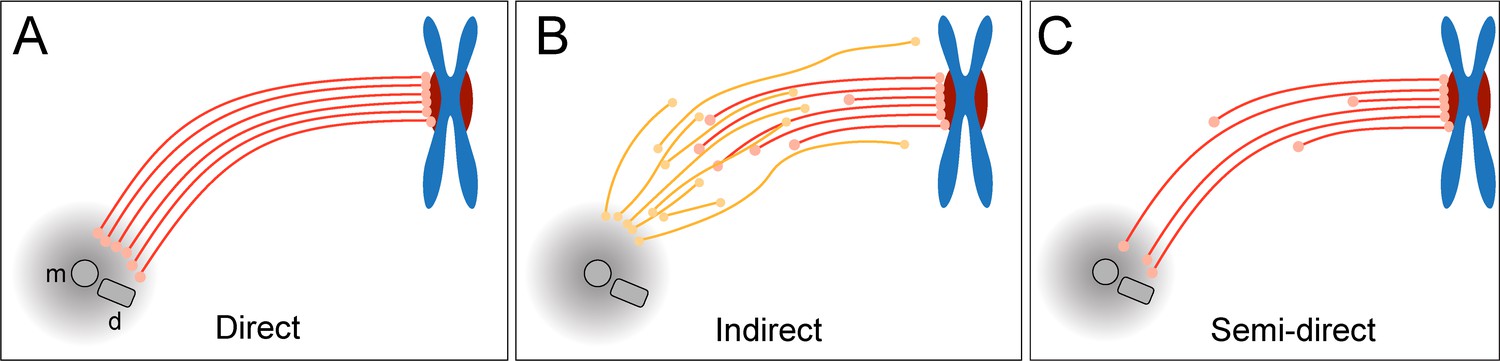 Three-dimensional structure of kinetochore-fibers in human mitotic ...