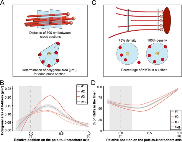 Three-dimensional structure of kinetochore-fibers in human mitotic ...