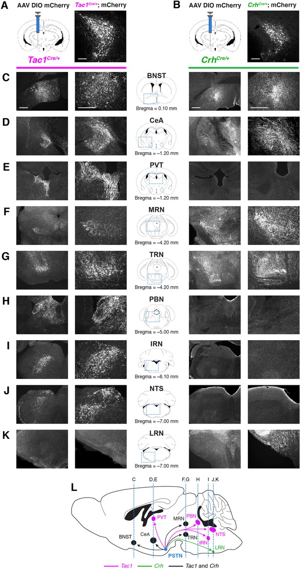 A discrete parasubthalamic nucleus subpopulation plays a critical role ...