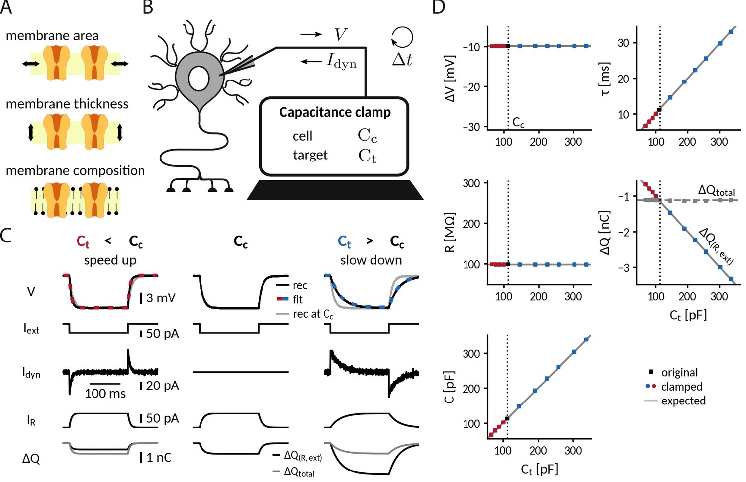 A dynamic clamp protocol to artificially modify cell capacitance eLife