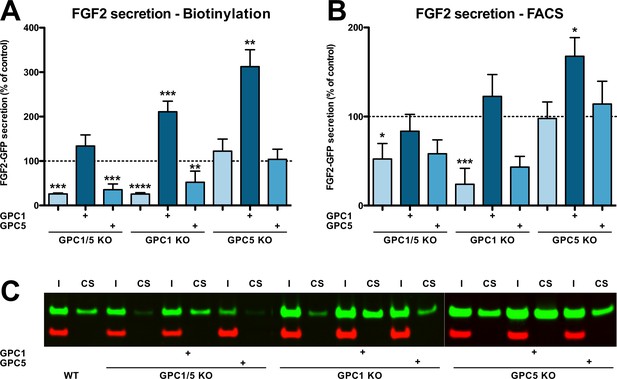 Glypican-1 Drives Unconventional Secretion Of Fibroblast Growth Factor ...