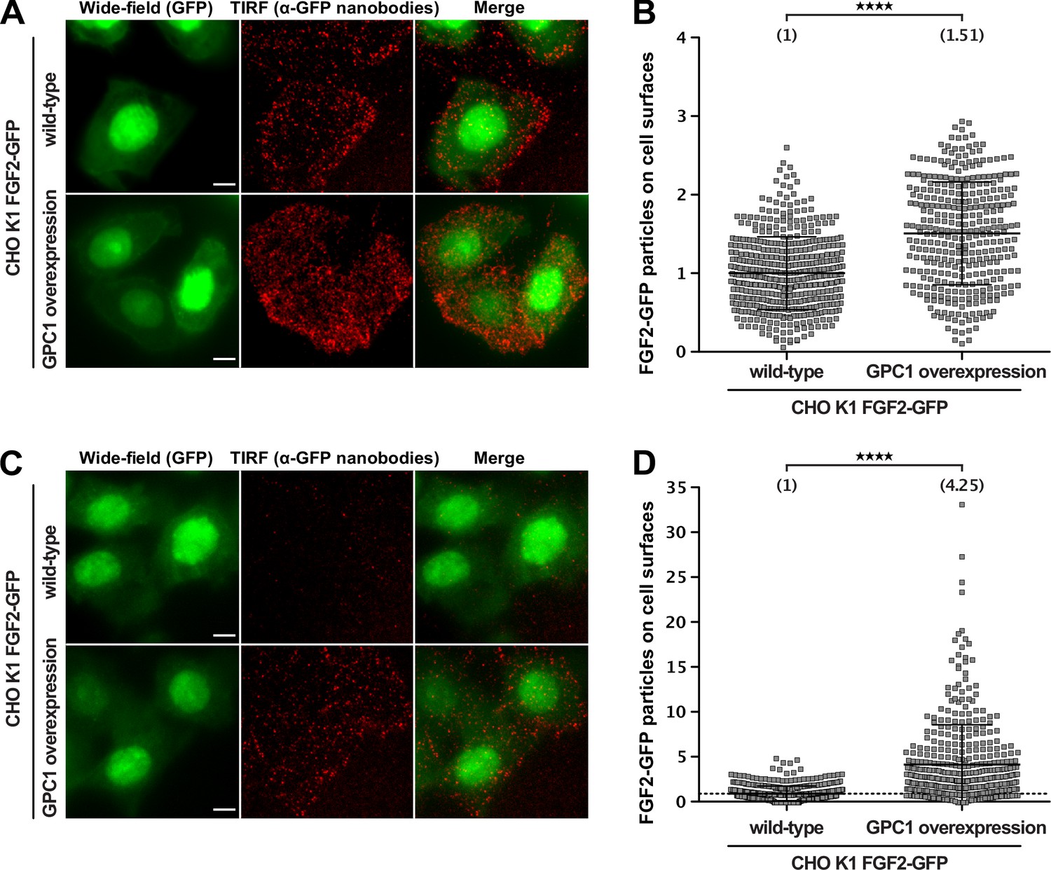 Glypican-1 Drives Unconventional Secretion Of Fibroblast Growth Factor ...