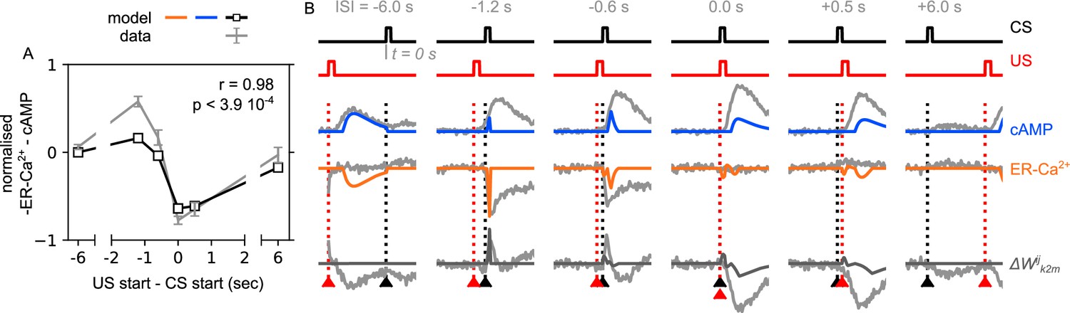 An incentive circuit for memory dynamics in the mushroom body of ...