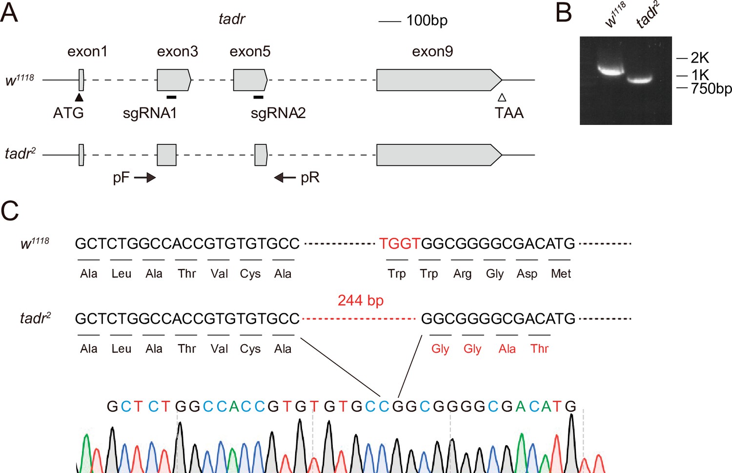 Figures and data in Tadr is an axonal histidine transporter required ...