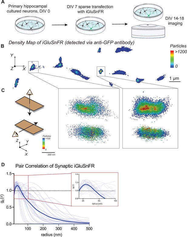 Probing The Segregation Of Evoked And Spontaneous Neurotransmission Via ...