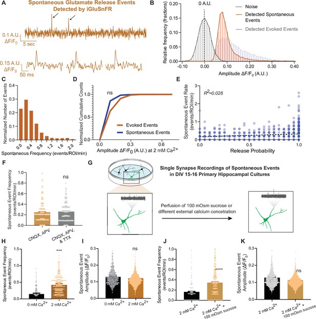 Probing The Segregation Of Evoked And Spontaneous Neurotransmission Via ...