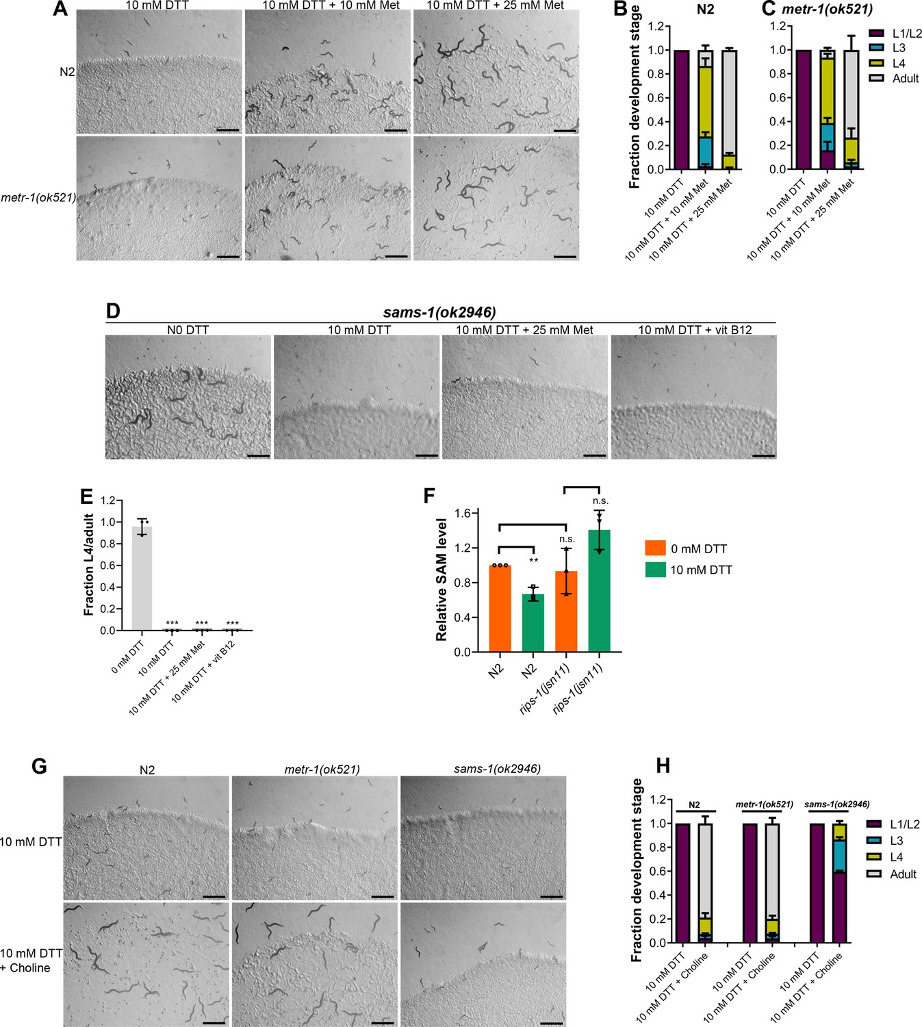 Dithiothreitol causes toxicity in C. elegans by modulating the ...