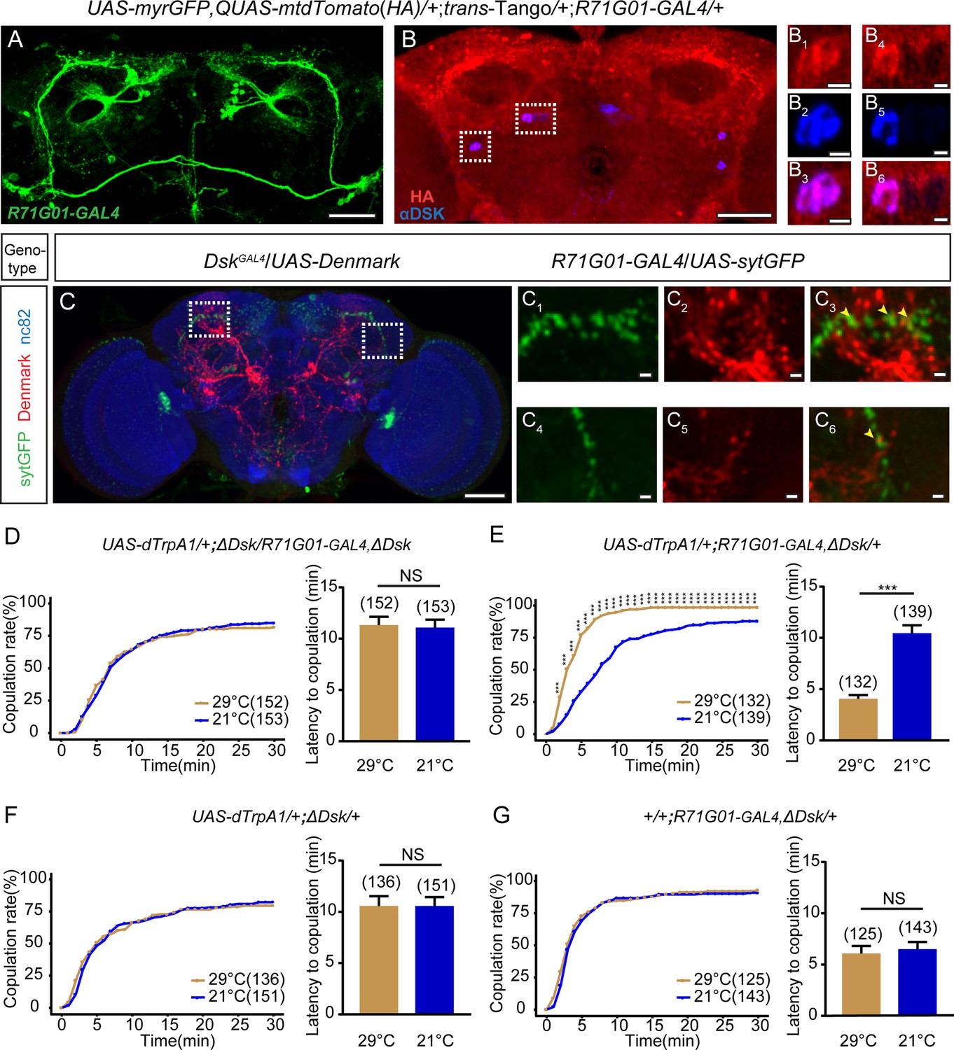 Drosulfakinin signaling modulates female sexual receptivity Drosulfakinin signaling modulates female sexual receptivity