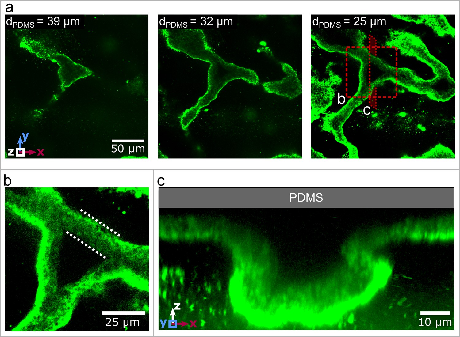 The role of surface adhesion on the macroscopic wrinkling of