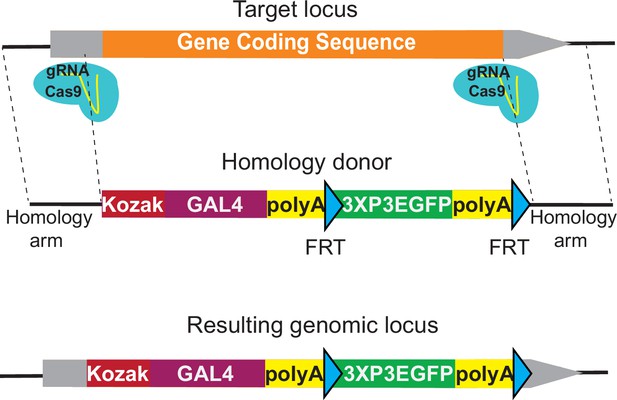 An Expanded Toolkit For Drosophila Gene Tagging Using Synthesized ...