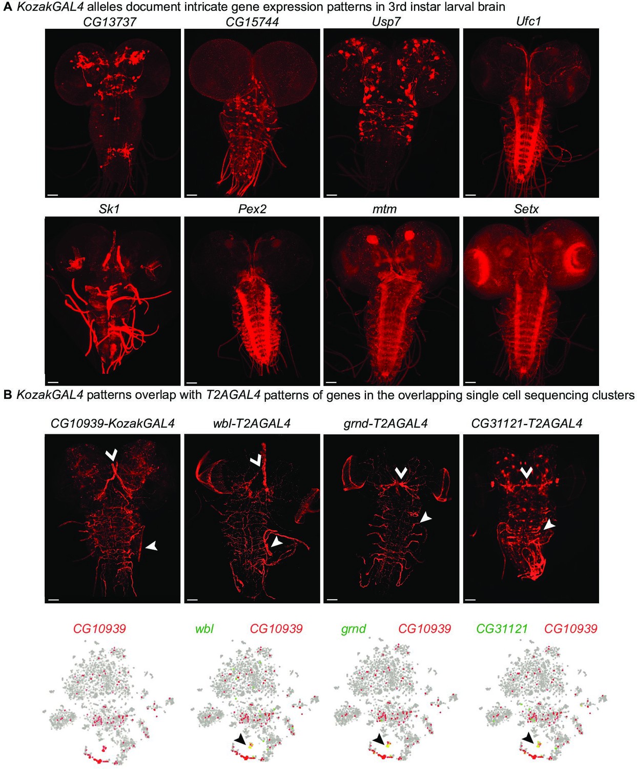 Figures And Data In An Expanded Toolkit For Drosophila Gene Tagging ...