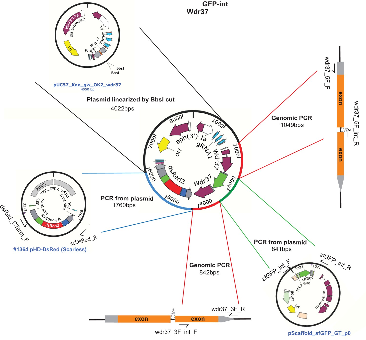 Figures and data in An expanded toolkit for Drosophila gene tagging ...