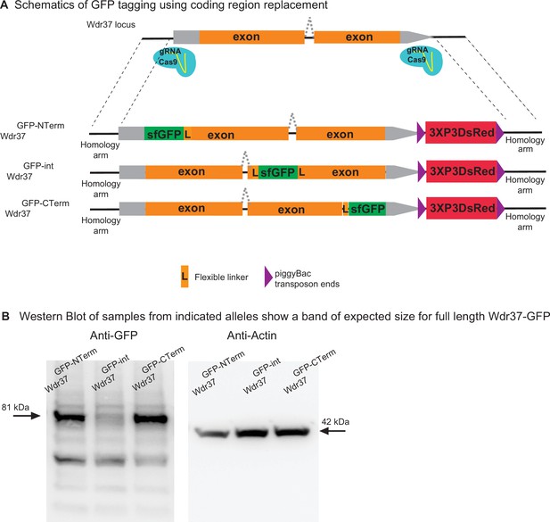 An Expanded Toolkit For Drosophila Gene Tagging Using Synthesized ...