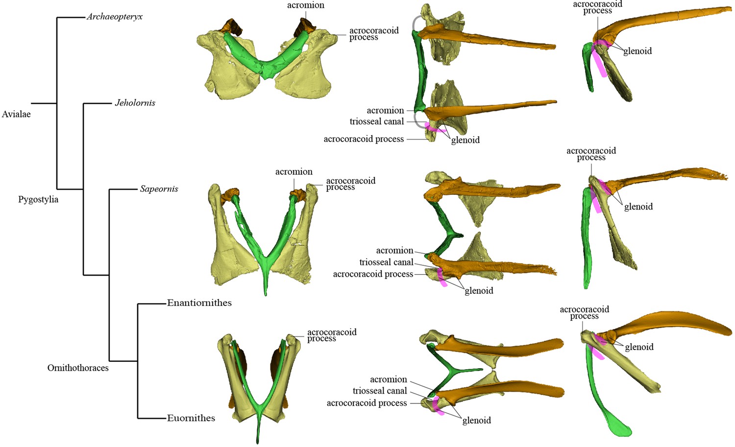 Digital restoration of the pectoral girdles of two Early Cretaceous birds  and implications for early-flight evolution