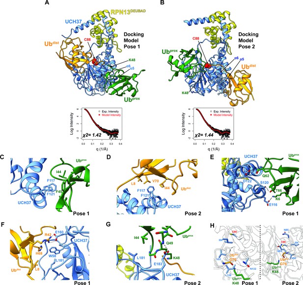 A cryptic K48 ubiquitin chain binding site on UCH37 is required for its ...