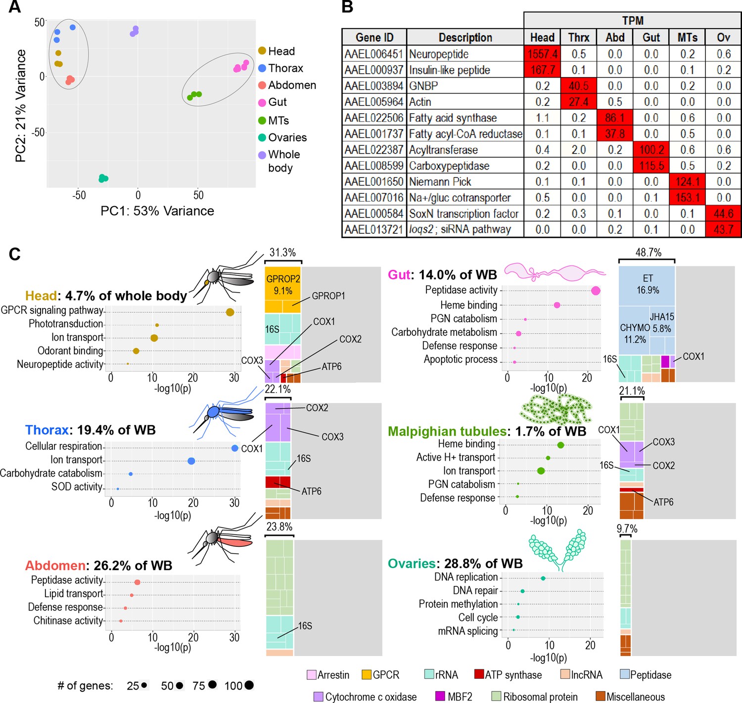 A Transcriptomic Atlas Of Aedes Aegypti Reveals Detailed Functional ...