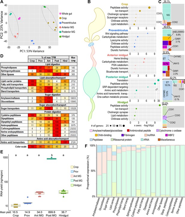 A Transcriptomic Atlas Of Aedes Aegypti Reveals Detailed Functional ...