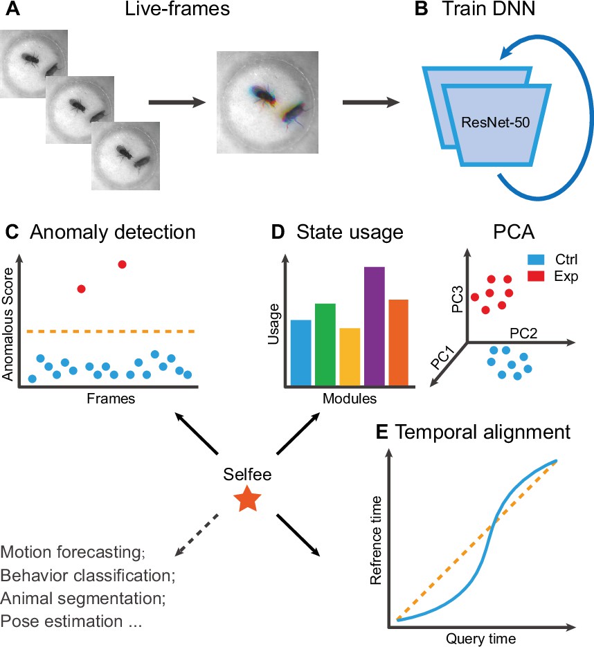 Selfee, self-supervised features extraction of animal behaviors | eLife