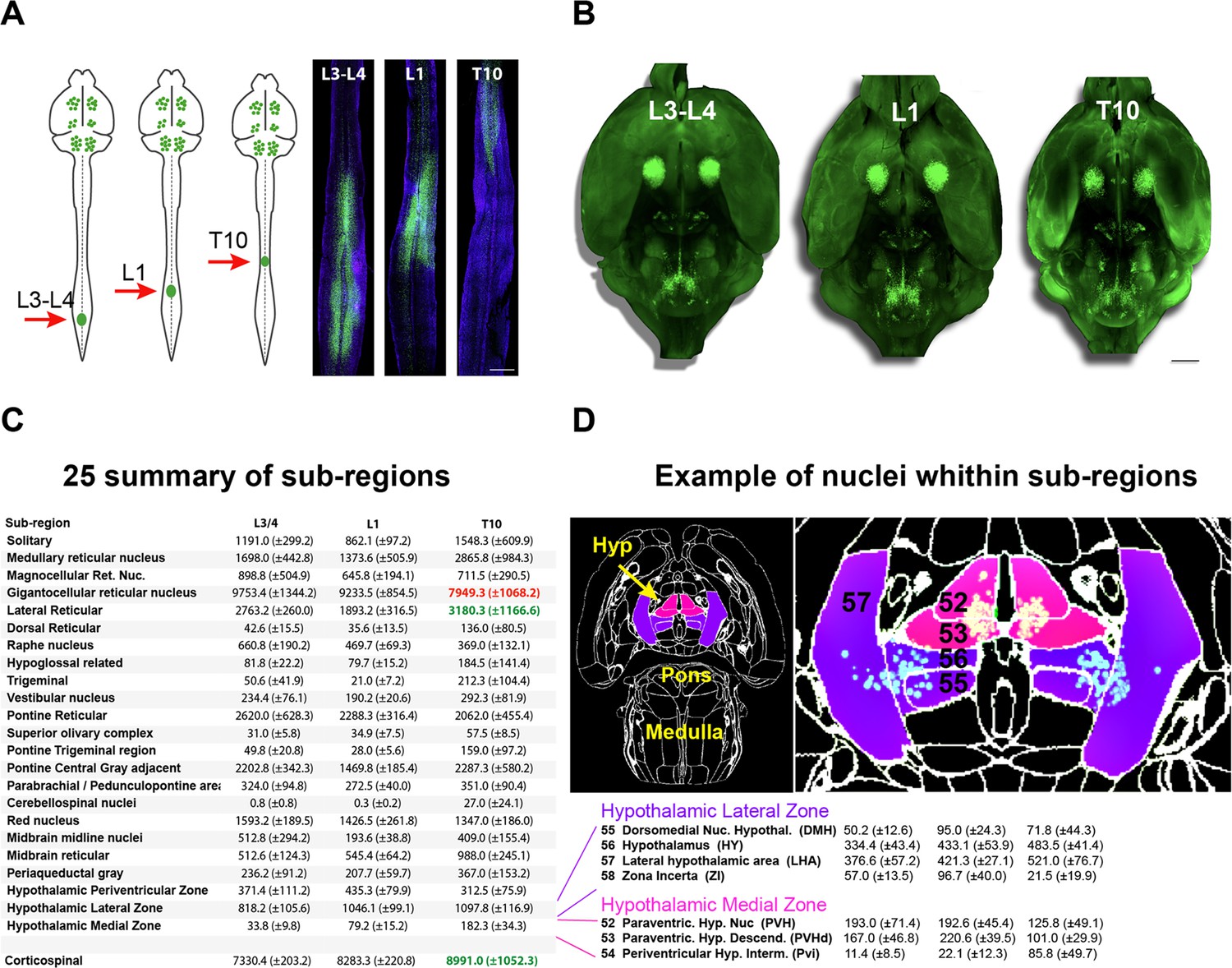 Brain-wide analysis of the supraspinal connectome reveals anatomical correlates to functional recovery after spinal injury eLife pic