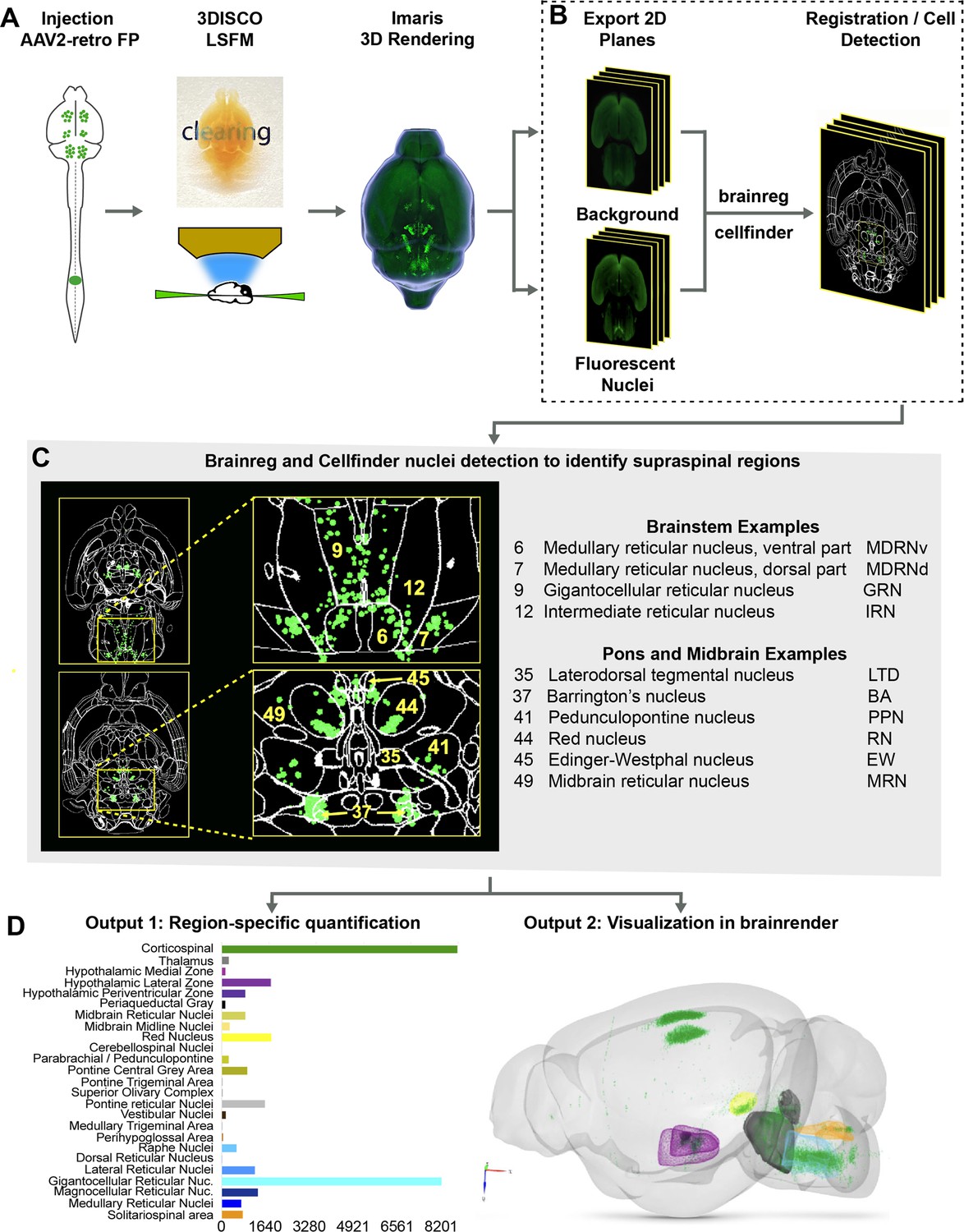 Brain-wide analysis of the supraspinal connectome reveals anatomical correlates to functional recovery after spinal injury eLife