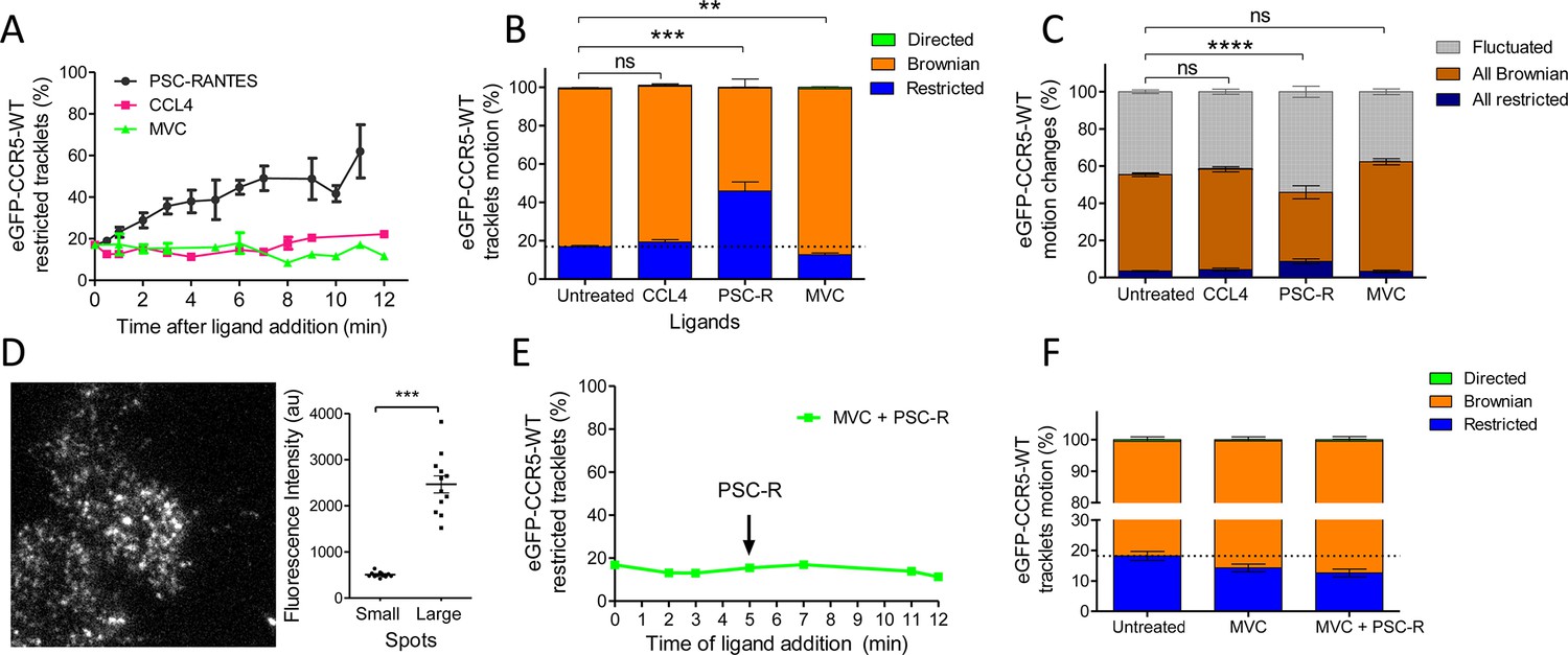 Visualization and ligand-induced modulation of dopamine receptor  dimerization at the single molecule level