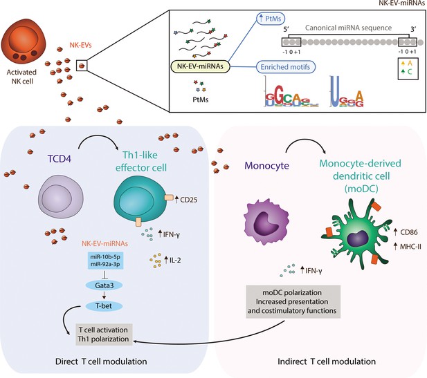 Natural killer (NK) cell-derived extracellular-vesicle shuttled ...