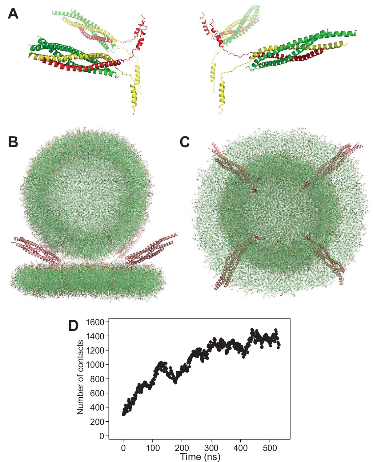 All-atom molecular dynamics simulations of Synaptotagmin-SNARE