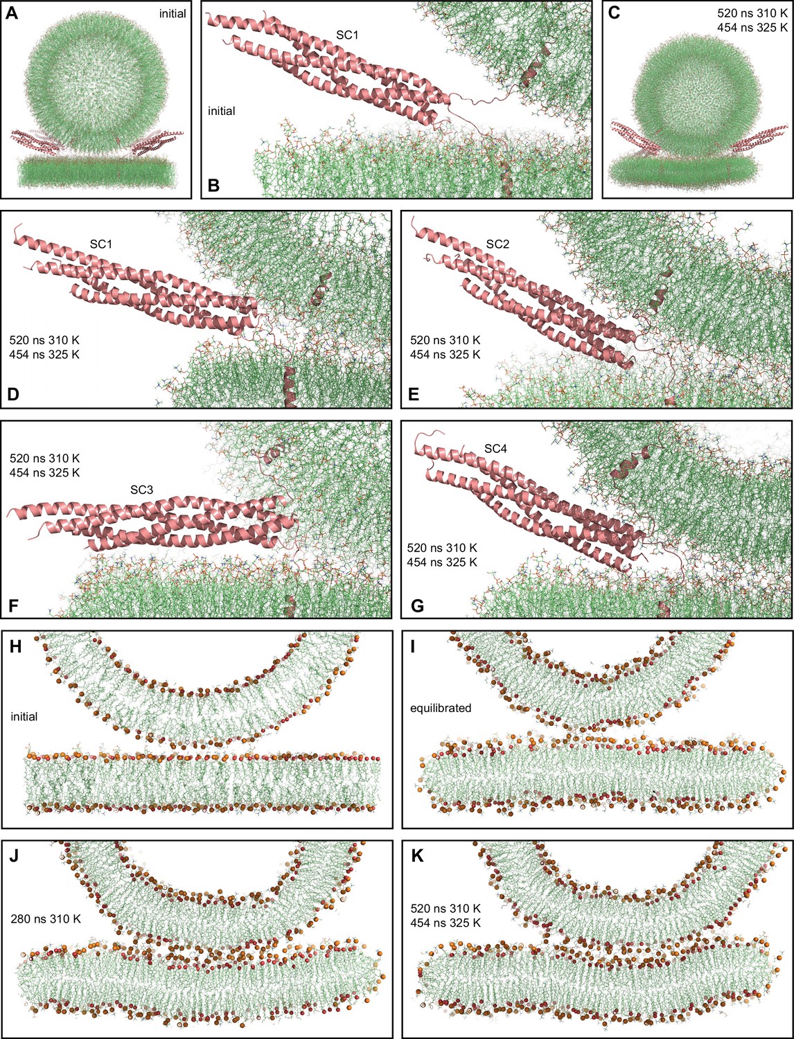 All-atom molecular dynamics simulations of Synaptotagmin-SNARE