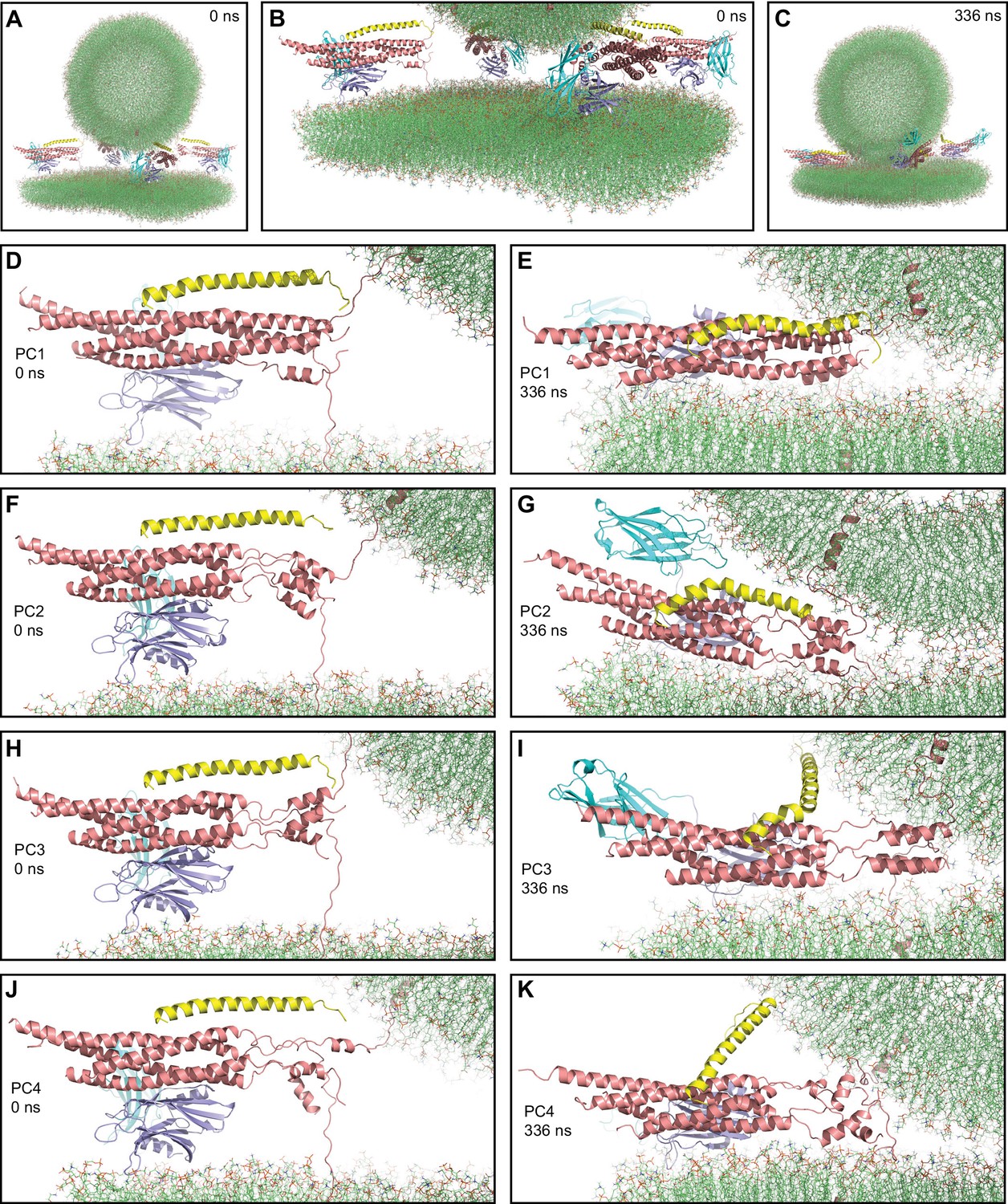 All-atom molecular dynamics simulations of Synaptotagmin-SNARE