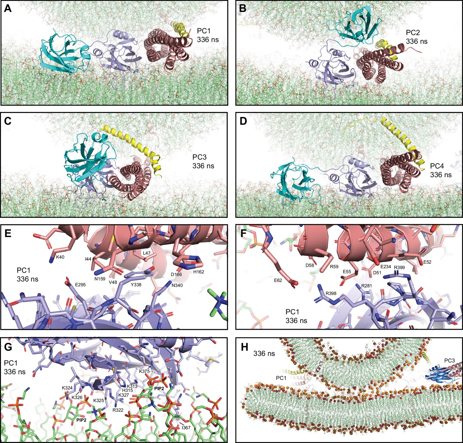 All-atom molecular dynamics simulations of Synaptotagmin-SNARE