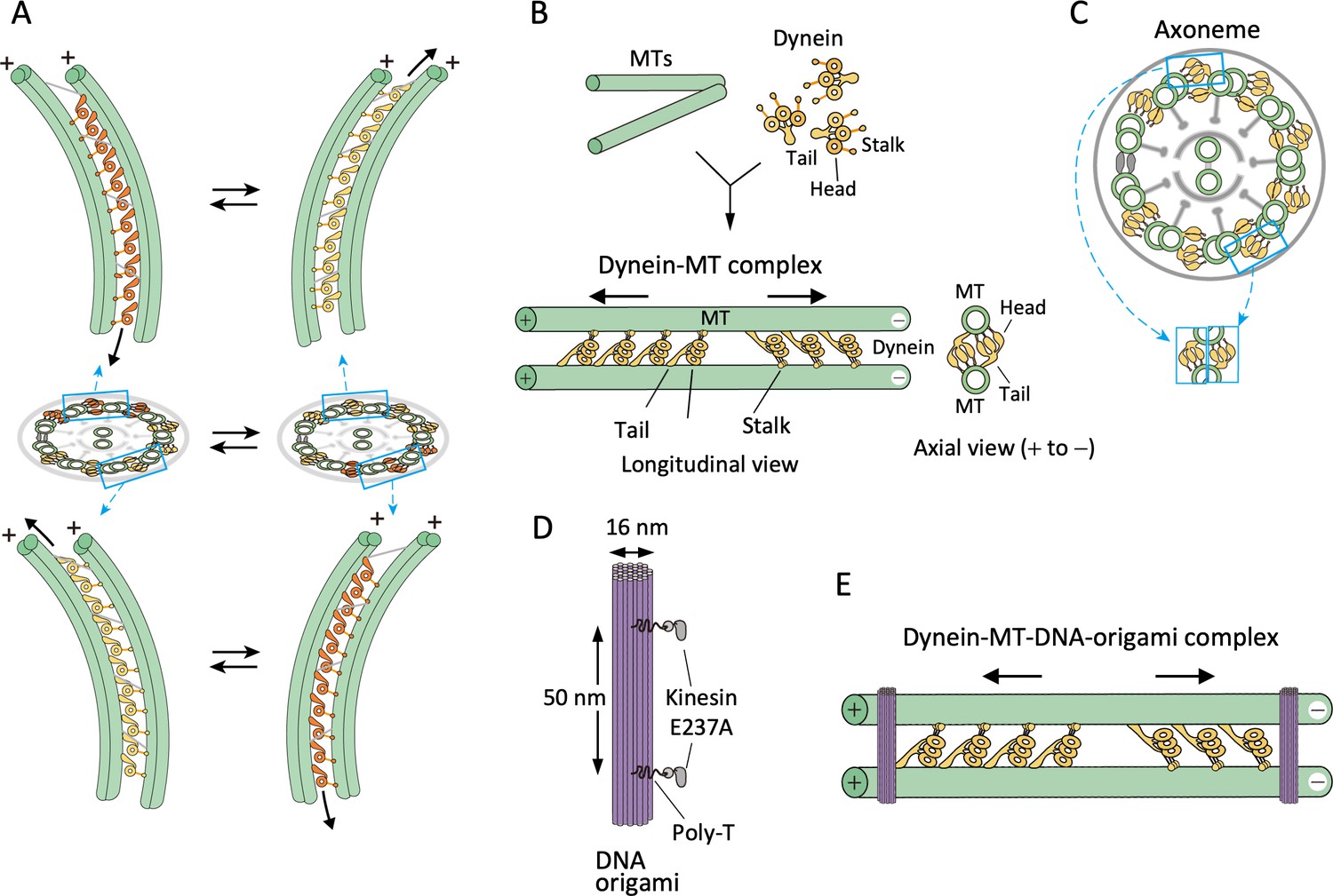 functionalization-of-microtubules-based-on-microtubule-binding-peptides