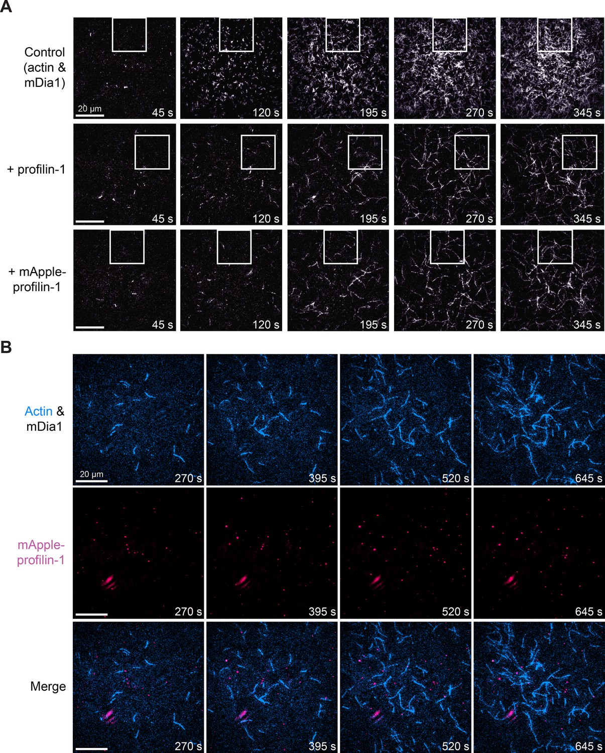 Figures and data in Visualizing molecules of functional human profilin ...