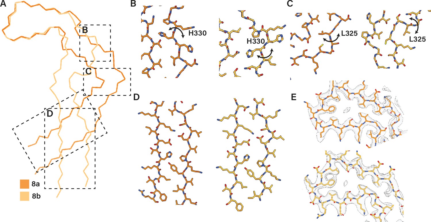 Assembly of recombinant tau into filaments identical to those of