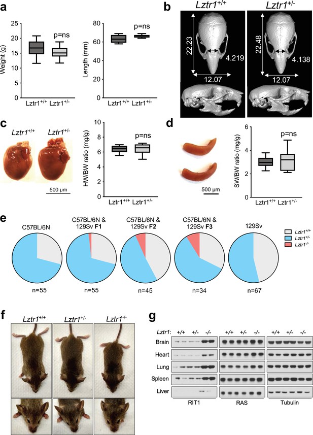 Cross-species analysis of LZTR1 loss-of-function mutants demonstrates ...