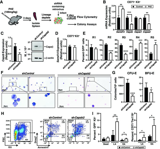 Functional requirements for a Samd14-capping protein complex in stress ...